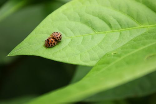mating ladybug leaf