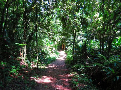 mato forest trail