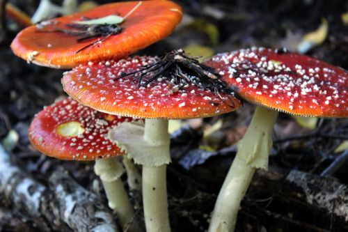 matryoshka mushrooms toxic