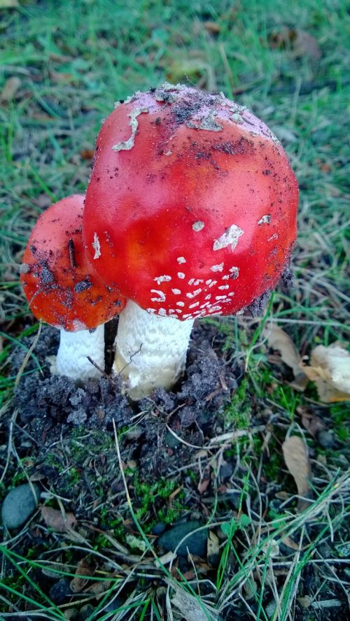 matryoshka mushroom gift