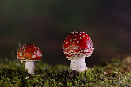 matryoshka red fly agaric mushroom mushrooms