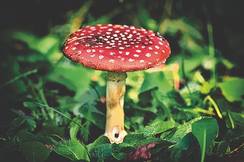 matryoshka  amanita muscaria  mushroom