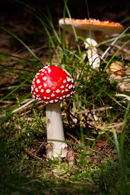 matryoshka amanita muscaria mushroom