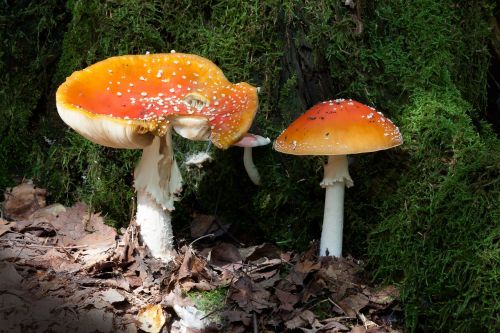 matryoshka amanita muscaria mushroom