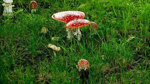 matryoshka mushrooms red