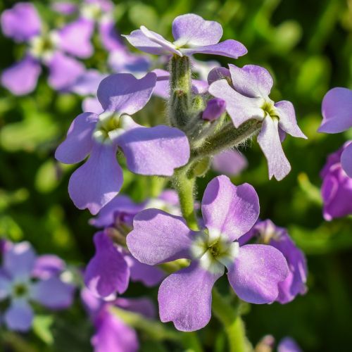 matthiola tricuspidata wildflower purple