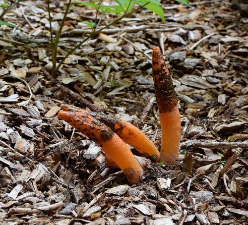 mature stinkhorn fungus grouping mutinus elegans fruiting bodies with slime