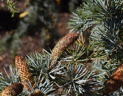mature weeping spruce cone pollen-laden cones