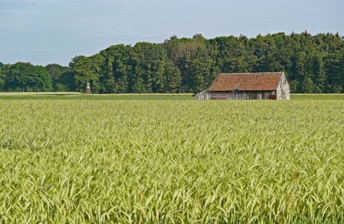 maturity time cornfield barley