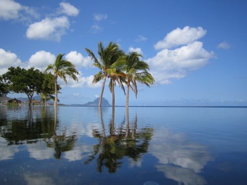 mauritius pool palm trees