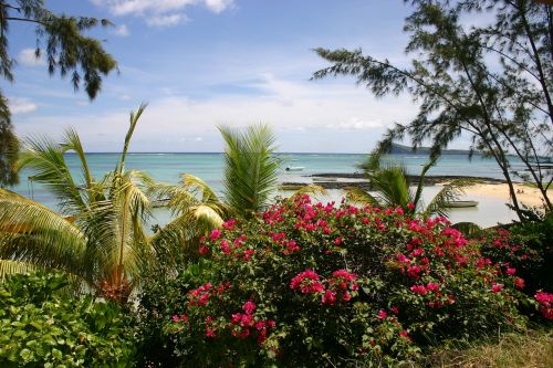 mauritius beach palm trees