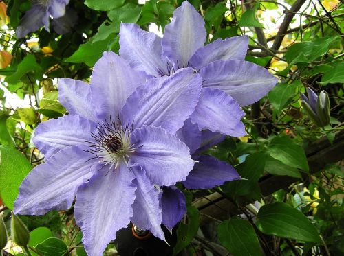 mauve climbing flower