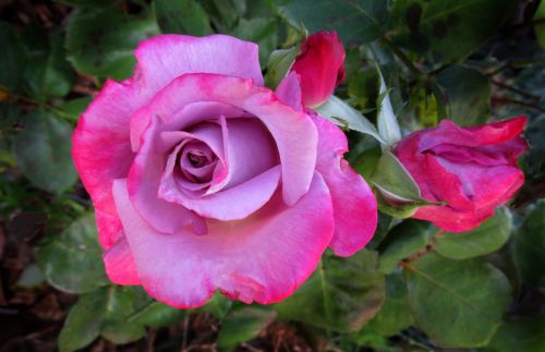 mauve pink rose