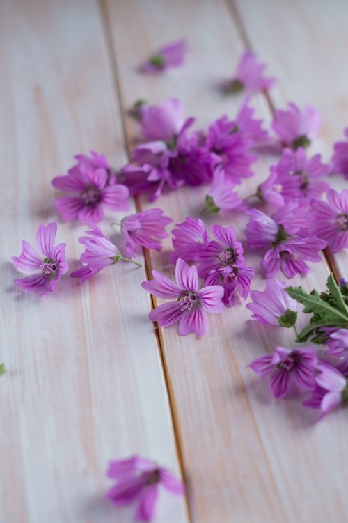 mauve  spring  flower