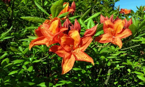 may flowers azalea