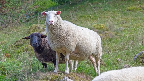 may  sheep  animals