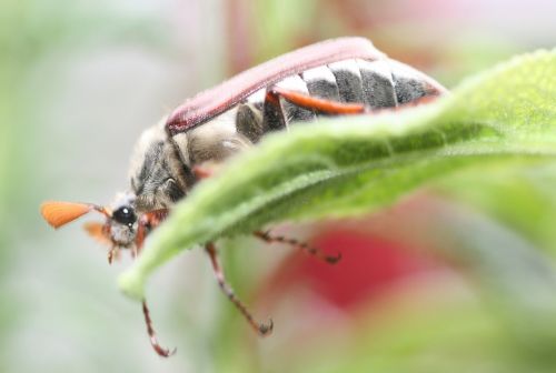 may maikäfer insect