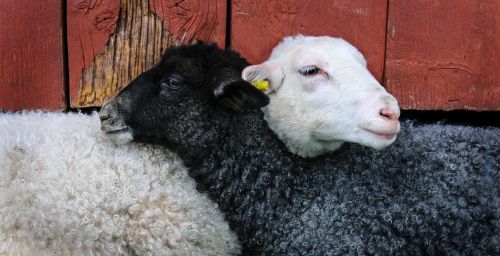 may lamb friends