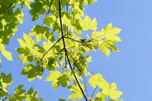 may light and shadow maple