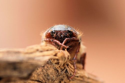 may beetle scarab face