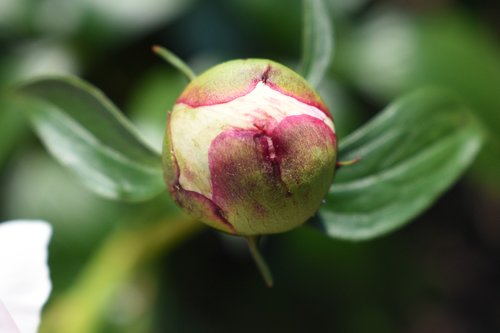 may flower  bud  blossom