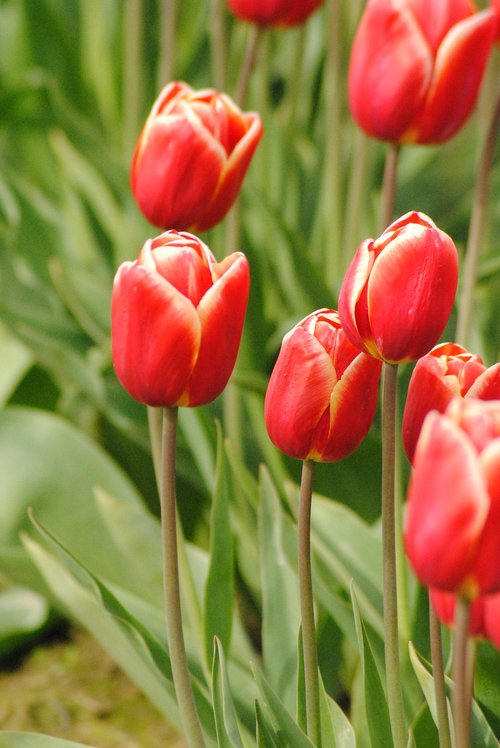 may flowers  tulips  red