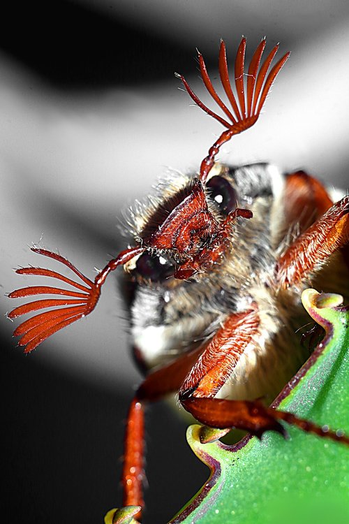 maybug  macro  antennae