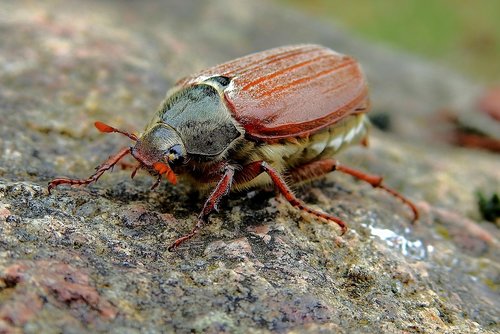 maybug  insect  the beetle