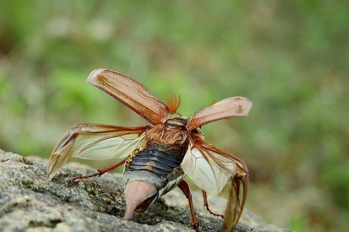 maybug  flight  insect