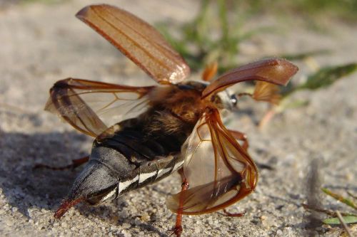 maybug beetle macro