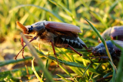 maybug beetle macro