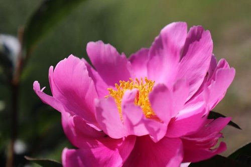 mayflower  pink  nature