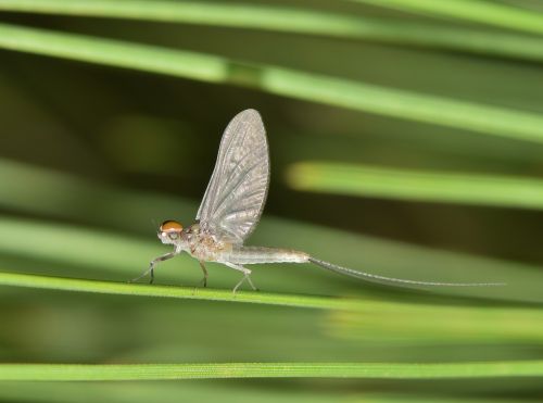 mayfly fishfly shadefly