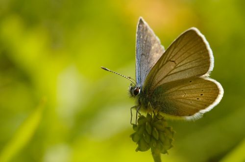 mazarine blue butterfly lepidoptera