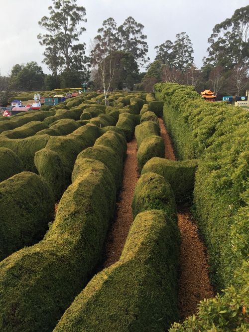 maze green labyrinth