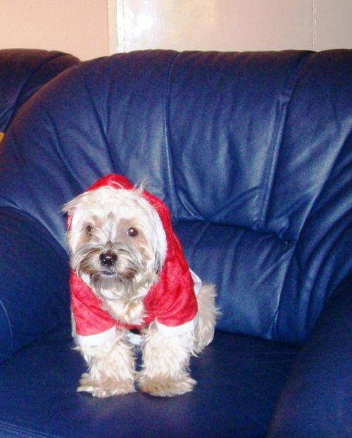 Dog Mazsi Santa Outfit (1)