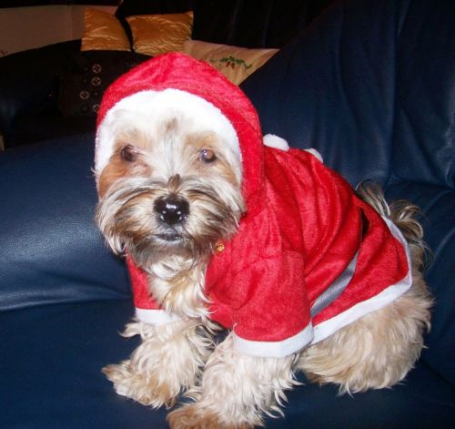 Dog Santa Outfit