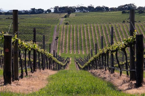 mclaren vale wine vine