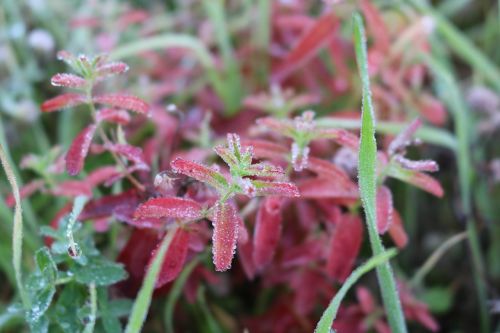 meadow drip water