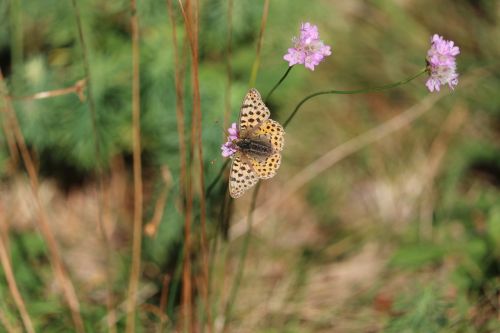 meadow butterfly flowers