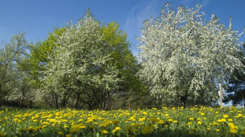 meadow flowers spring meadow