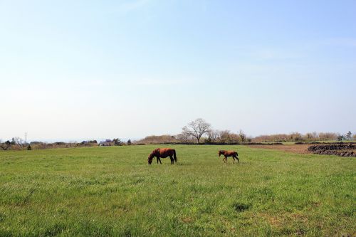 meadow nature pony