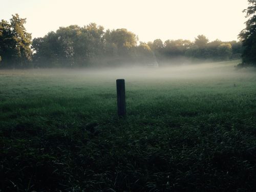 meadow field mist