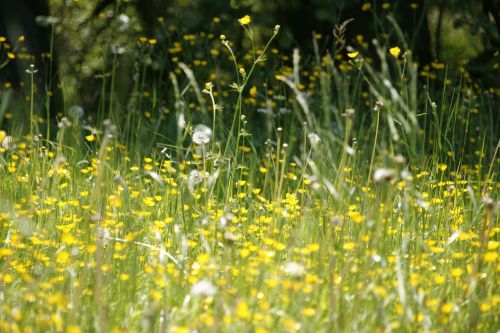 meadow flowers spring