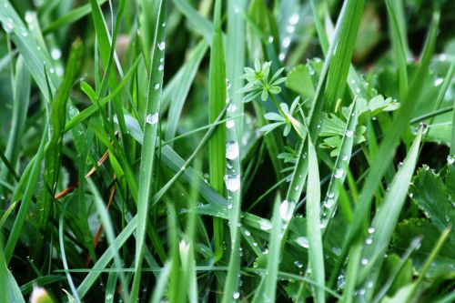 meadow grass nature