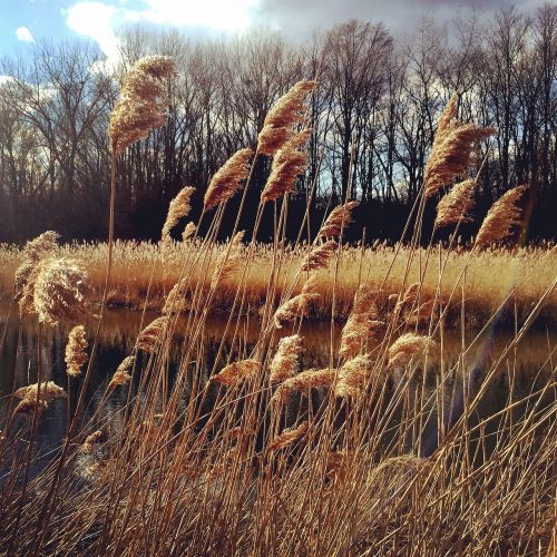 meadow spring sun