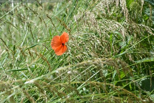 meadow summer grass