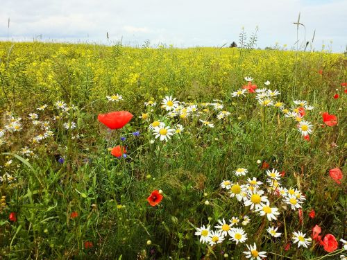 meadow flowers field
