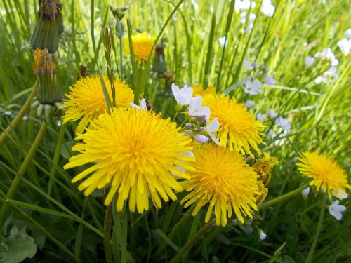 meadow nature flowers