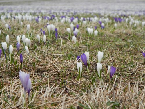 meadow flowers crocus